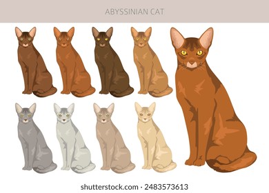 Abyssinian cat clipart. All coat colors set.  All cat breeds characteristics infographic. Vector illustration