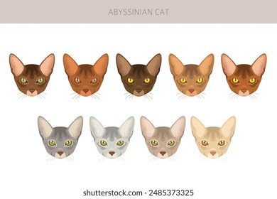 Abyssinian cat clipart. All coat colors set.  All cat breeds characteristics infographic. Vector illustration