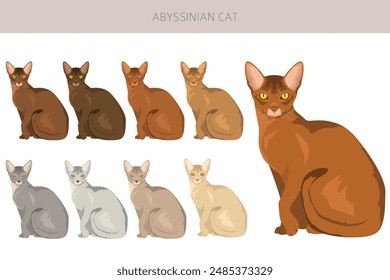 Abyssinian cat clipart. All coat colors set.  All cat breeds characteristics infographic. Vector illustration