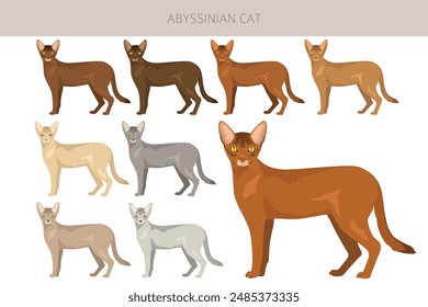 Abyssinian cat clipart. All coat colors set.  All cat breeds characteristics infographic. Vector illustration