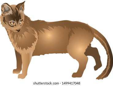 Abyssinian Cat, From Ethiopia - Vector