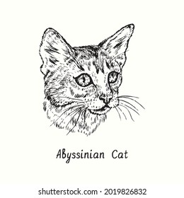  Retrato de la cara del gato abisano. Dibujo de doodle en blanco y negro con tinta de madera.