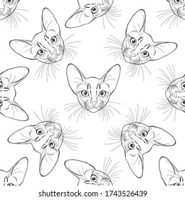 Abyssinian cat face.  Seamless vector pattern. Hand-drawn vector illustration on white. Animal art background. Black and white. Outline.