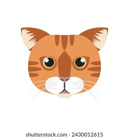 Abyssinian cat face, tabby head of domestic red short haired kitty vector illustration