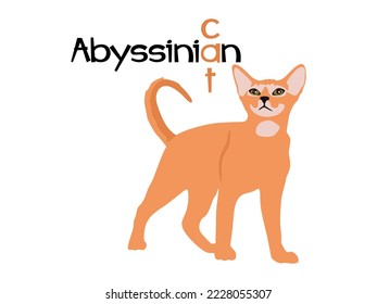 Abyssinian cat in flat style. Abyssinian cat illustration isolated on white background. vector illustration