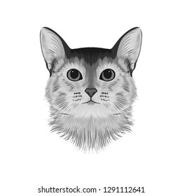 Abyssinian cat head avatar, black and white sketch drawing, hand drawn artwork, monochrome vector illustration.