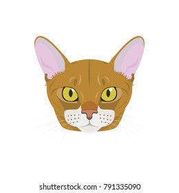 Abyssinian cat isolated on white background vector illustration