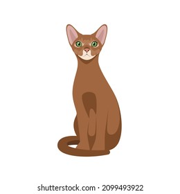 Abyssinian cat on a white background. Cartoon design.
