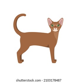 Gato abisino sobre fondo blanco. Diseño de caricaturas.

