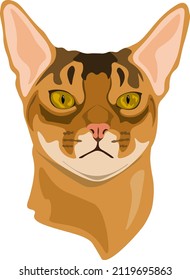 Abyssinian cat portrait red ruddy