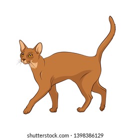 Abyssinian Cat with a raised tail. Cat on a white background. Stock Vector Illustration