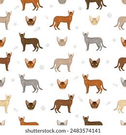 Abyssinian cat seamless pattern. All coat colors set.  All cat breeds characteristics infographic. Vector illustration