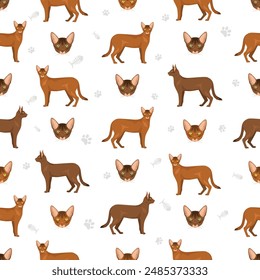 Abyssinian cat seamless pattern. All coat colors set.  All cat breeds characteristics infographic. Vector illustration