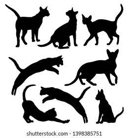 Abyssinian Cat. Silhouette of a cats on a white background. Stock Vector Illustration