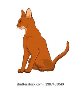 Abyssinian Cat. Sitting Cat. Cat on a white background. Stock Vector Illustration