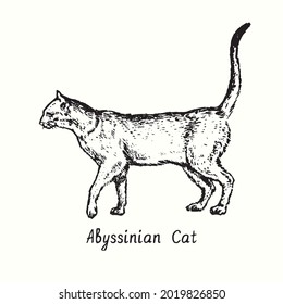 Abyssinian Cat standing side view. Ink black and white doodle drawing in woodcut style.