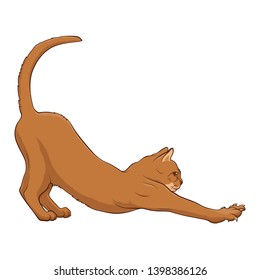 Abyssinian Cat Stretching back. Healthy lifestyle. Deflection in the back. Cat on a white background. Stock Vector Illustration