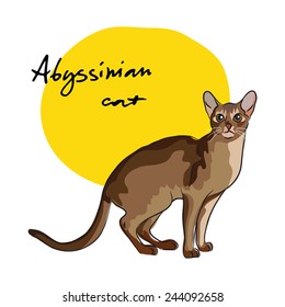 Abyssinian cat, vector illustration