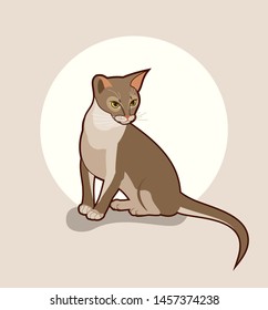 Abyssinian cat vector isolated illustration. Close up portrait of sitting blue abyssinian female cat on background with white circle. Pretty cute vector kitty, yellow eyes, big pink ears. Logo, poster