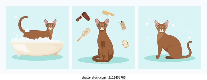 Abyssinian cat washes in the bathroom. Grooming. Cartoon design.
