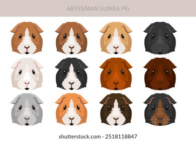 Abyssinian Guinea pig clipart. All coat colors cavies set. Small Pet Rodents. Vector illustration