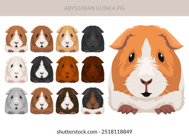 Clipart de cerdo de Guinea abisinio. Conjunto de cuevas de todos los colores de pelaje. Pequeños roedores mascota. Ilustración vectorial