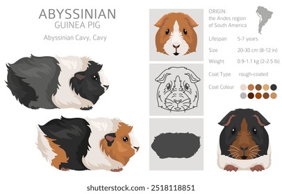 Abyssinian Guinea pig clipart. All coat colors cavies set. Small Pet Rodents. Vector illustration