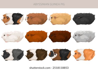 Clipart de cerdo de Guinea abisinio. Conjunto de cuevas de todos los colores de pelaje. Pequeños roedores mascota. Ilustración vectorial