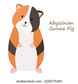 Abessiner Guinea Pig süßes Tier im Cartoon-Stil einzeln auf weißem Hintergrund. Vektorgrafiken.