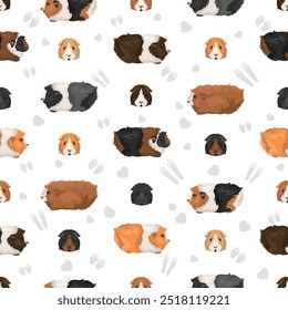 Abyssinian Guinea pig seamless pattern. All coat colors cavies set. Small Pet Rodents. Vector illustration