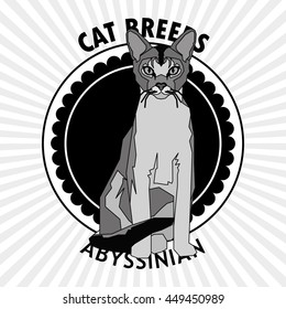 Abyssinian, Isolated cat breed, Vector illustration