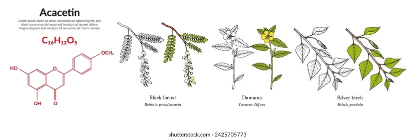 Acacetin plant flavonol, found in black locust, damiana, silver birch, molecular structure formula. Vector illustration