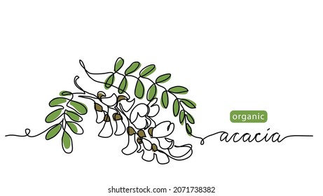 Acacia blossom vector drawn sketch, color illustration for label design of tea or honey. One continuous line art drawing with lettering organic acacia flowers.
