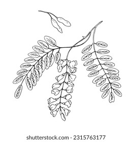 Acacia branch with flower plant vector illustration hand drawn in doodle sketch style. Plant design element on isolated white background.Robinia pseudoacacia (White acacia)