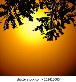 Acacia branches at sunset