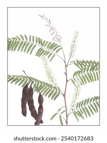 Acacia catechu, pintado à mão pintura floral e botânica, pintado à mão pintura de ervas, ervas naturais.