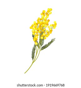 Acacia Dealbata or Mimosa with Bipinnate Leaves and Yellow Racemose Inflorescences Vector Illustration