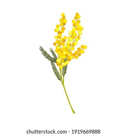 Acacia Dealbata or Mimosa with Bipinnate Leaves and Yellow Racemose Inflorescences Vector Illustration