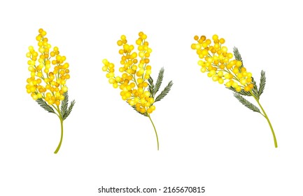 Ramas de plantas de Acacia Dealbata o Mimosa con hojas de bipinato y floretes amarillos, símbolo de ilustración vectorial de primavera