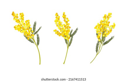 Acacia Dealbata or Mimosa plant branches with bipinnate leaves and bright yellow flowerheads set vector illustration