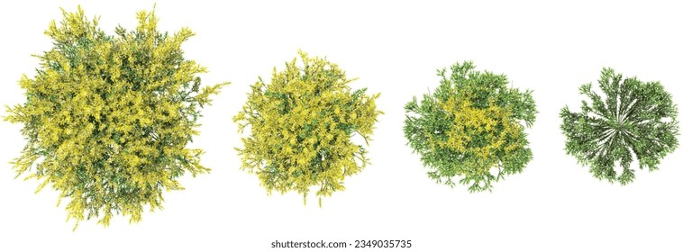 Acacia dealbata,Árboles Dill en el bosque, vista superior, vista de área, aislados en fondo transparente, ilustración 3D, representación cg