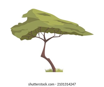 Acacia flat icon green african savannah tree vector illustration