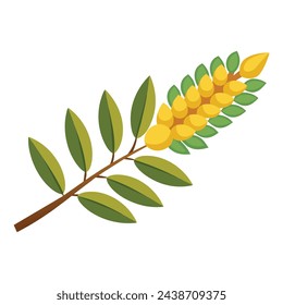 Acacia Flower flat vector illustration