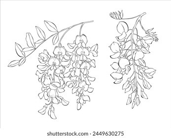 Ilustración de dibujo aislado blanco negro de la flor de acacia Vector