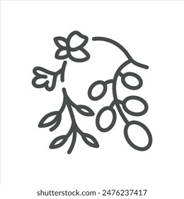 Acacia Flower Icon. Thin Line Illustration of an Acacia Branch with Flowers and Leaves, Symbolizing Natural Habitat, Pollination, and Honey Production. Isolated Outline Vector Sign