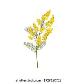 Acacia flower symbol of Women's Day and spring. Isolated on white background, vector illustration.