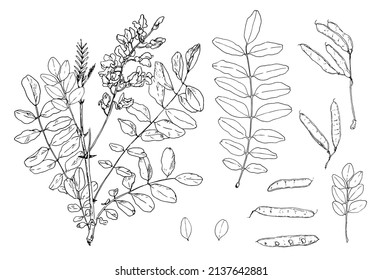 acacia is a flowering twig with leaves. set of hand-drawn sketch-style isolated outline of acacia tree branches with leaves and flowers, black seed pods line on white for design template botanical 