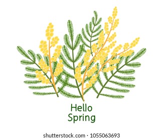 Acacia flowers easter. Hello spring. Vector illustration isolate on white background.
