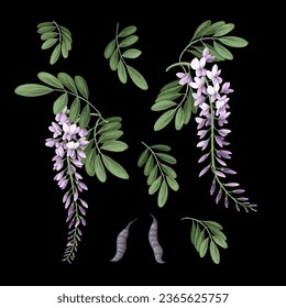 Acacia flowers and leaves isolated. Vector