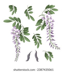 Acacia flowers and leaves isolated. Vector